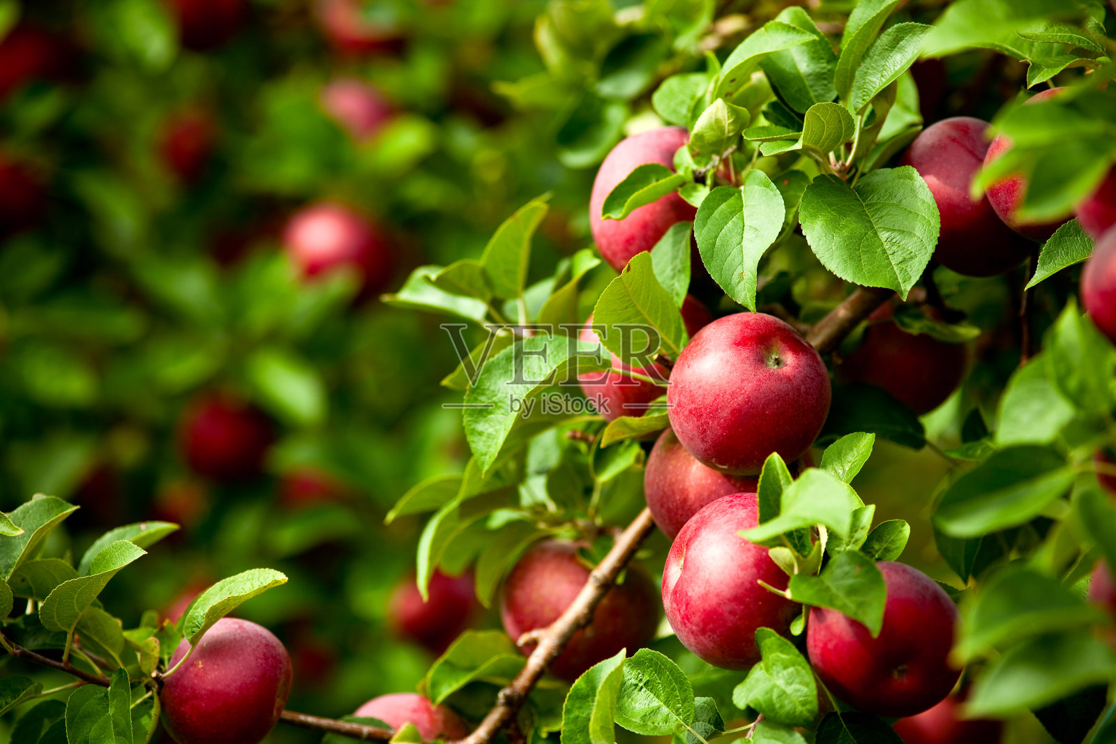 有机成熟的红苹果挂在果园的树上，带着叶子照片摄影图片
