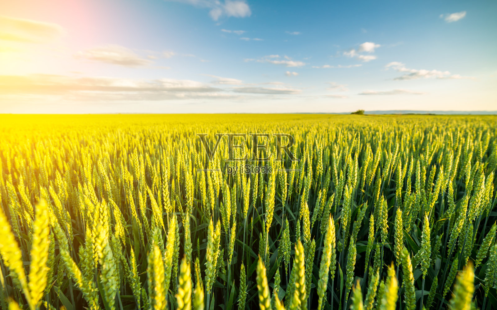 绿色的麦田里发芽的小麦。照片摄影图片