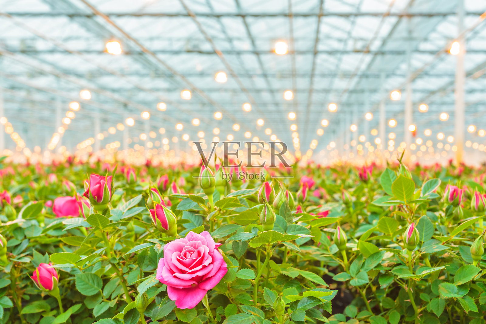 荷兰温室里的粉色玫瑰照片摄影图片