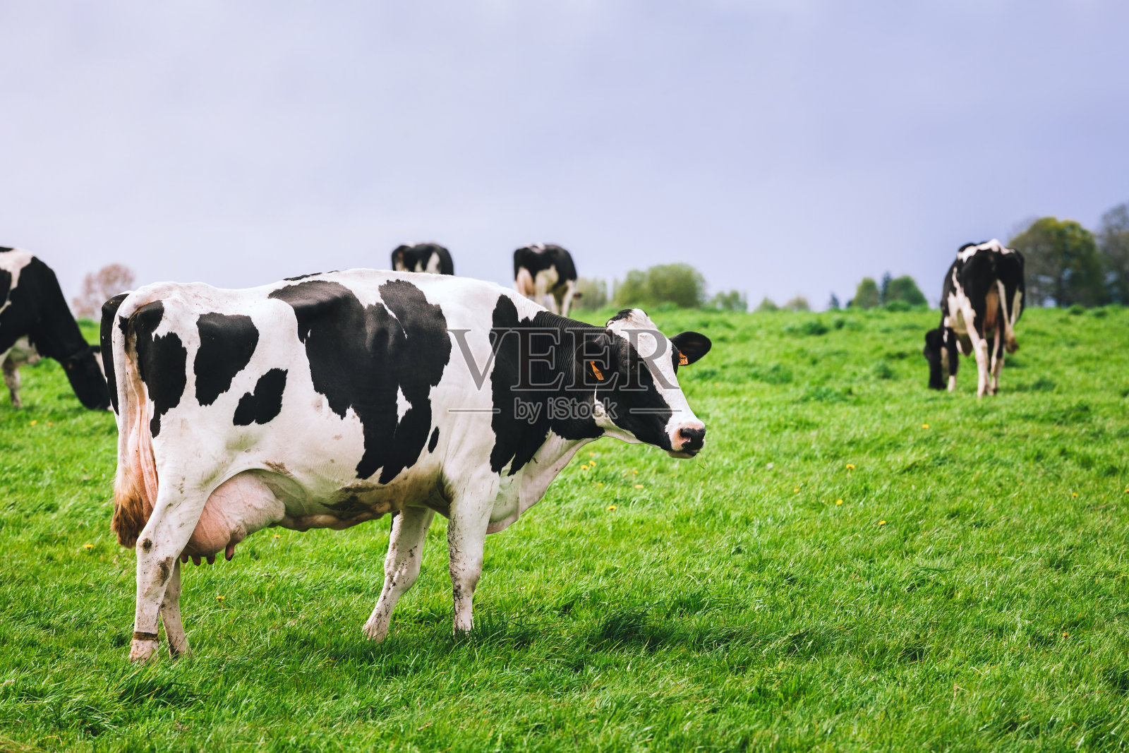牛群在长满青草的草地上照片摄影图片