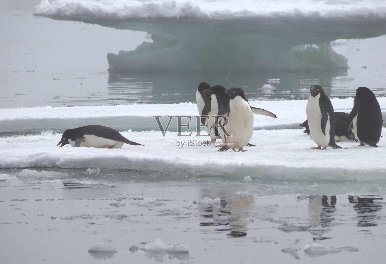 南极洲浮冰上的阿德利企鹅照片摄影图片