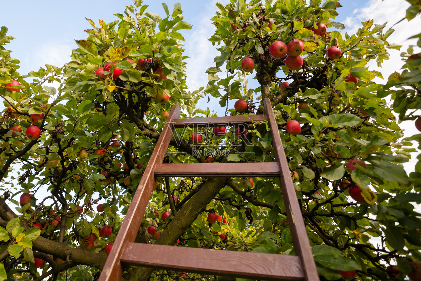 有梯子的苹果树照片摄影图片