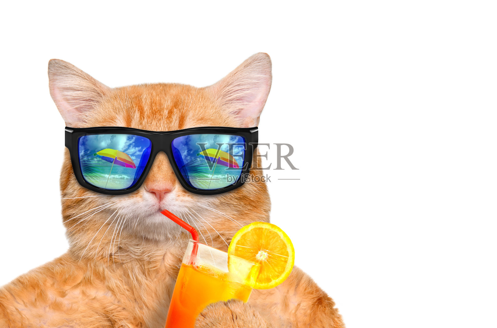 戴着太阳镜的猫放松在大海的背景。照片摄影图片