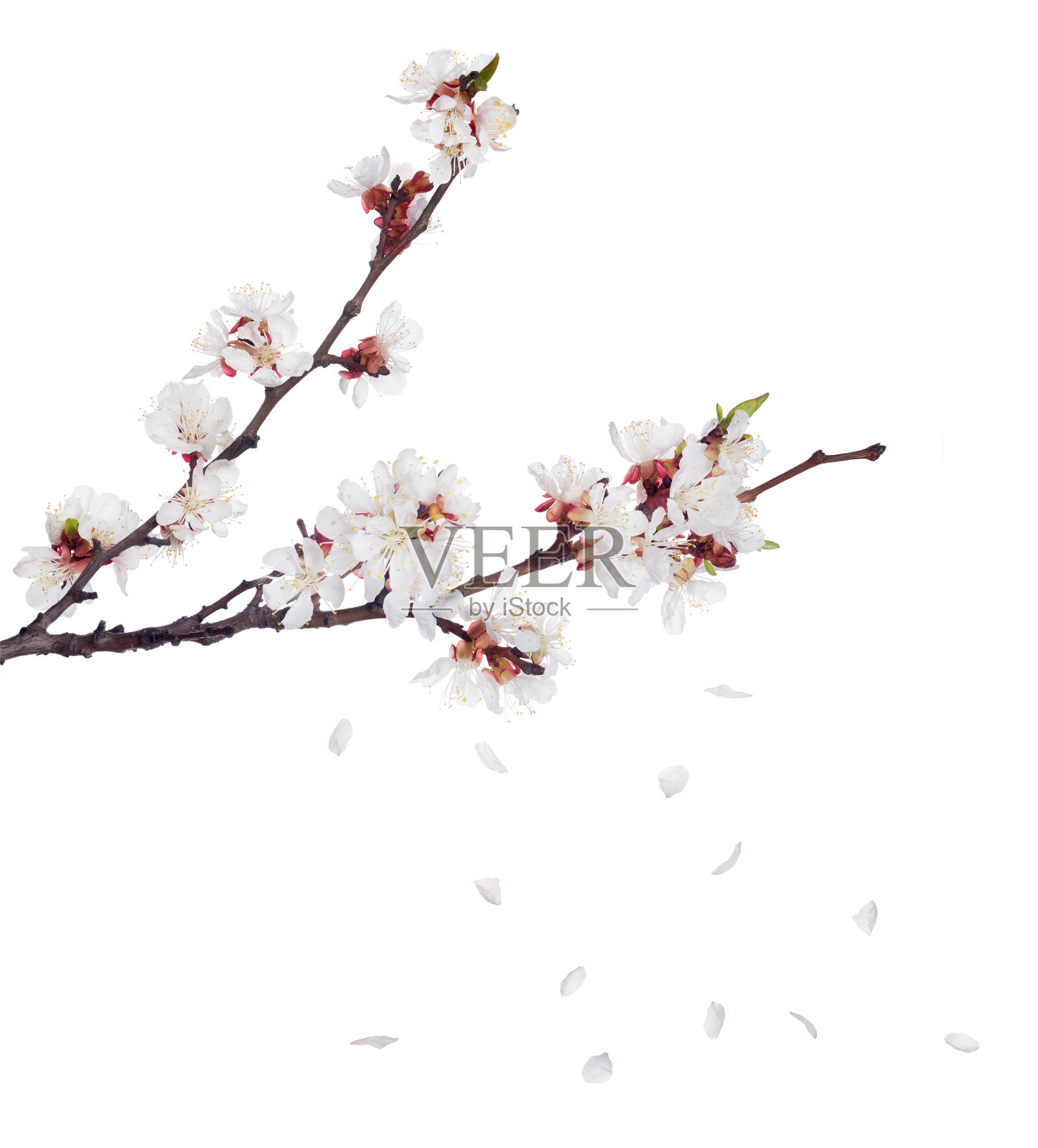 樱花在深色的枝干和飘落的花瓣上绽放照片摄影图片