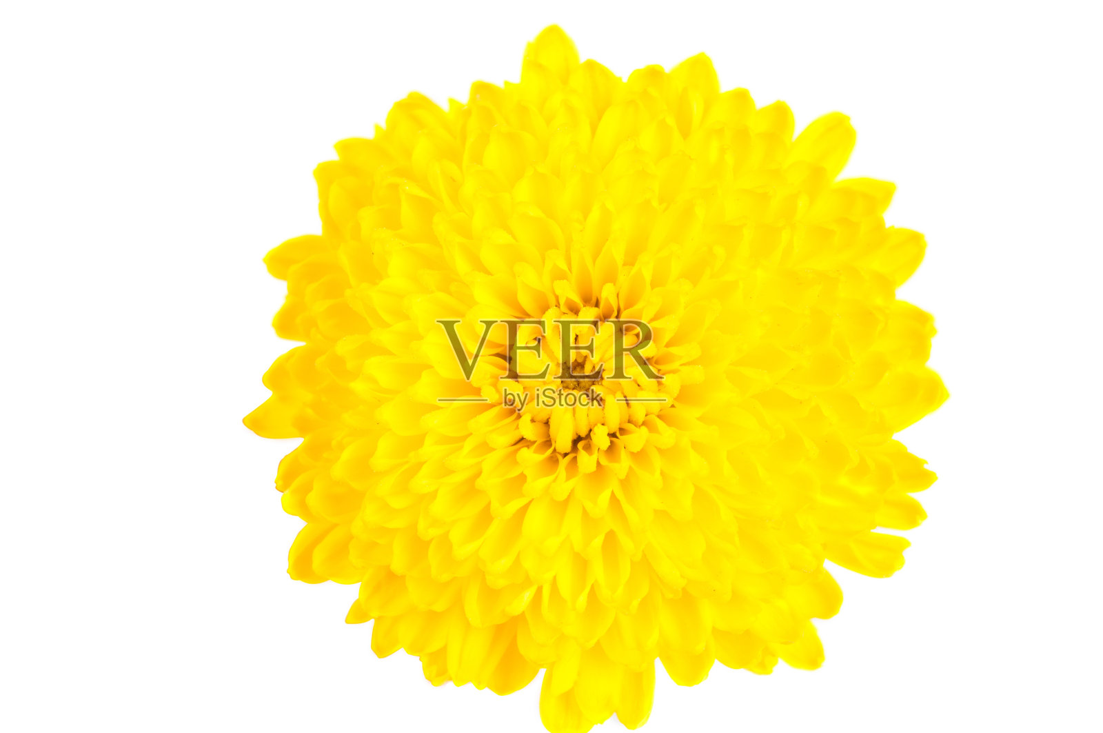 黄色的菊花照片摄影图片