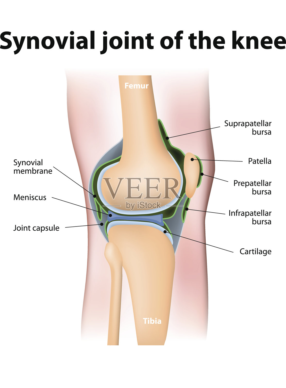人类膝盖的滑液囊插画图片素材