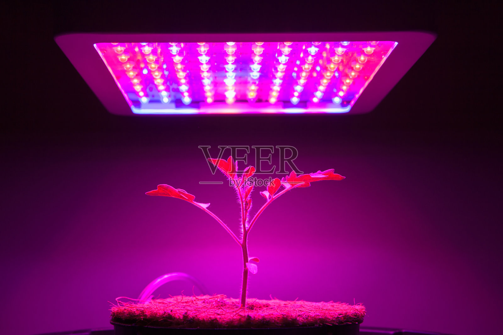 番茄幼苗在LED光照下生长照片摄影图片