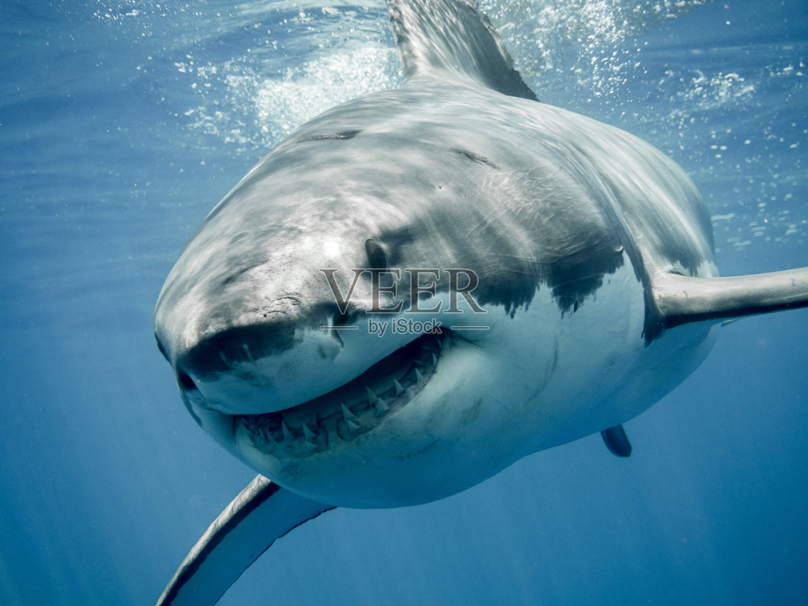 大白鲨微笑照片摄影图片