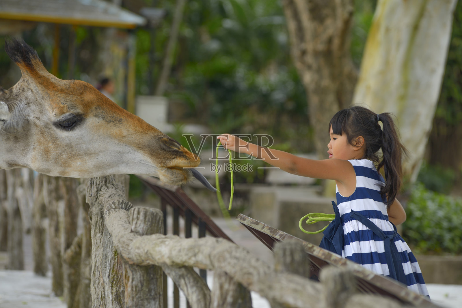 小女孩在动物园喂长颈鹿。照片摄影图片
