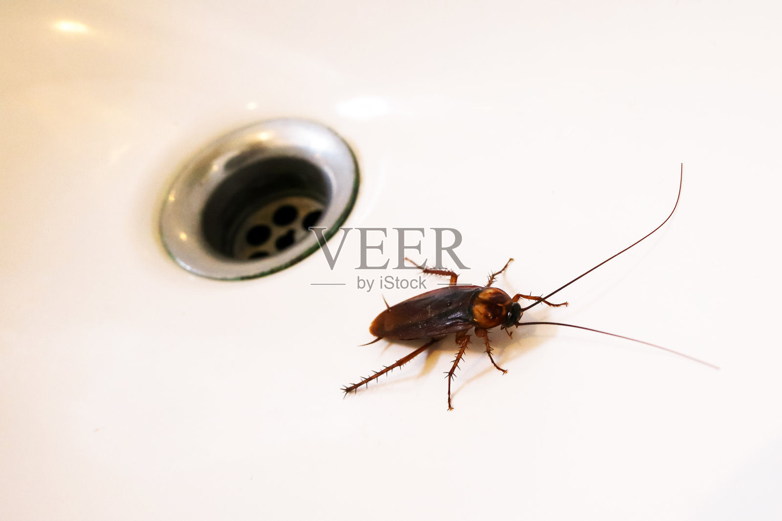 水槽里的蟑螂。照片摄影图片