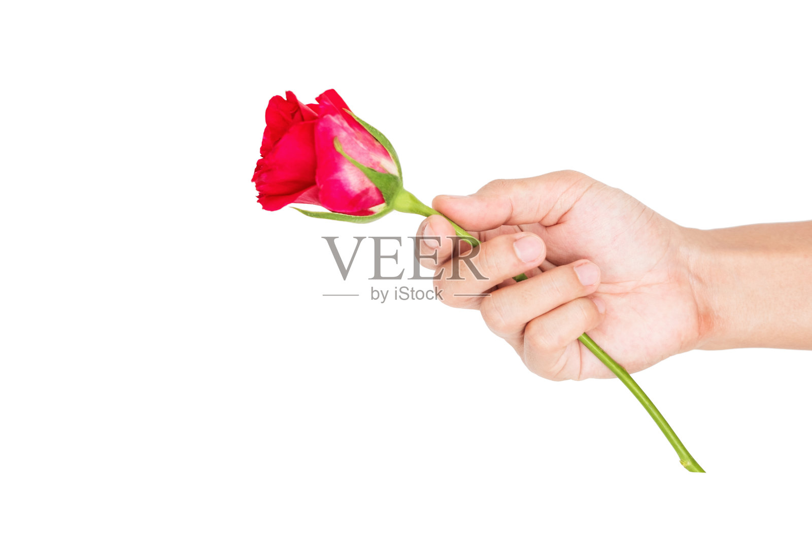 牵手，赠玫瑰花，孤立白底照片摄影图片