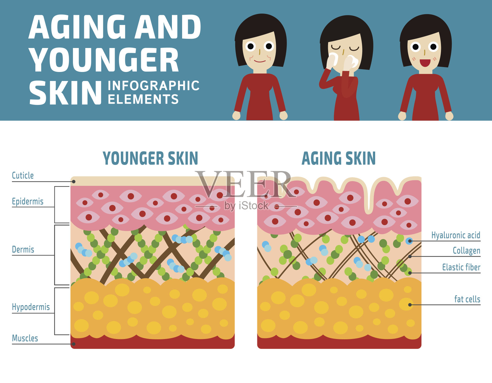 年轻皮肤和老化皮肤信息图表元素插画图片素材