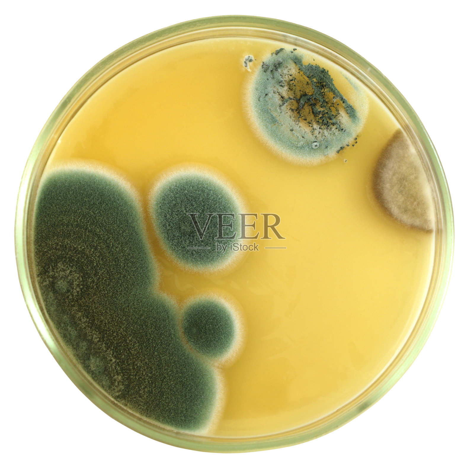 在琼脂平板上分离青霉菌和曲霉菌菌落照片摄影图片
