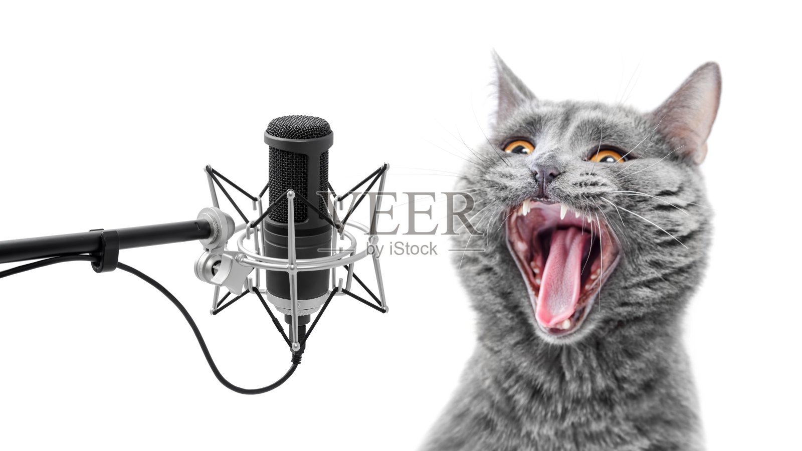 大声唱歌的猫照片摄影图片