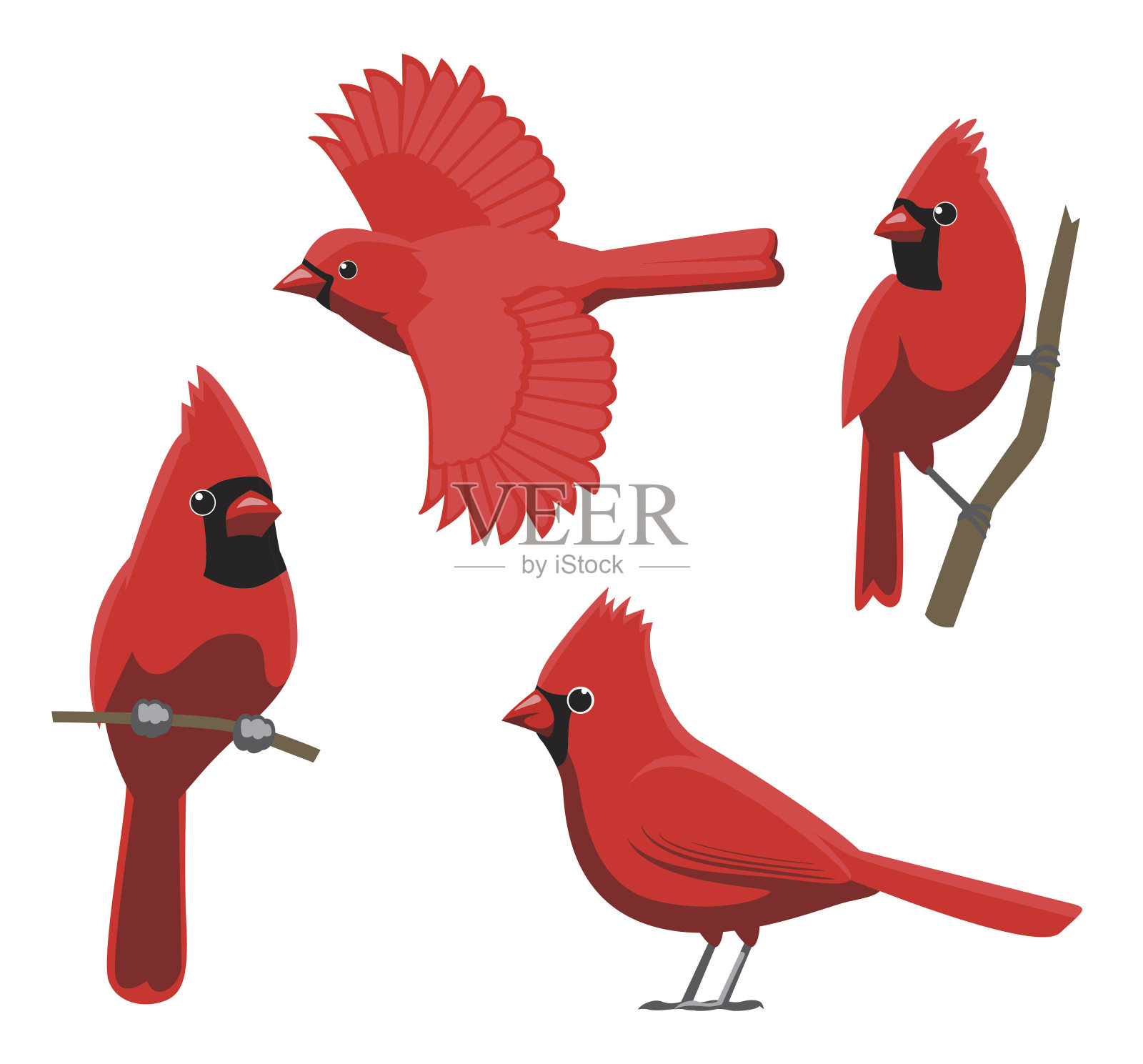 鸟姿态北方基数向量插图插画图片素材