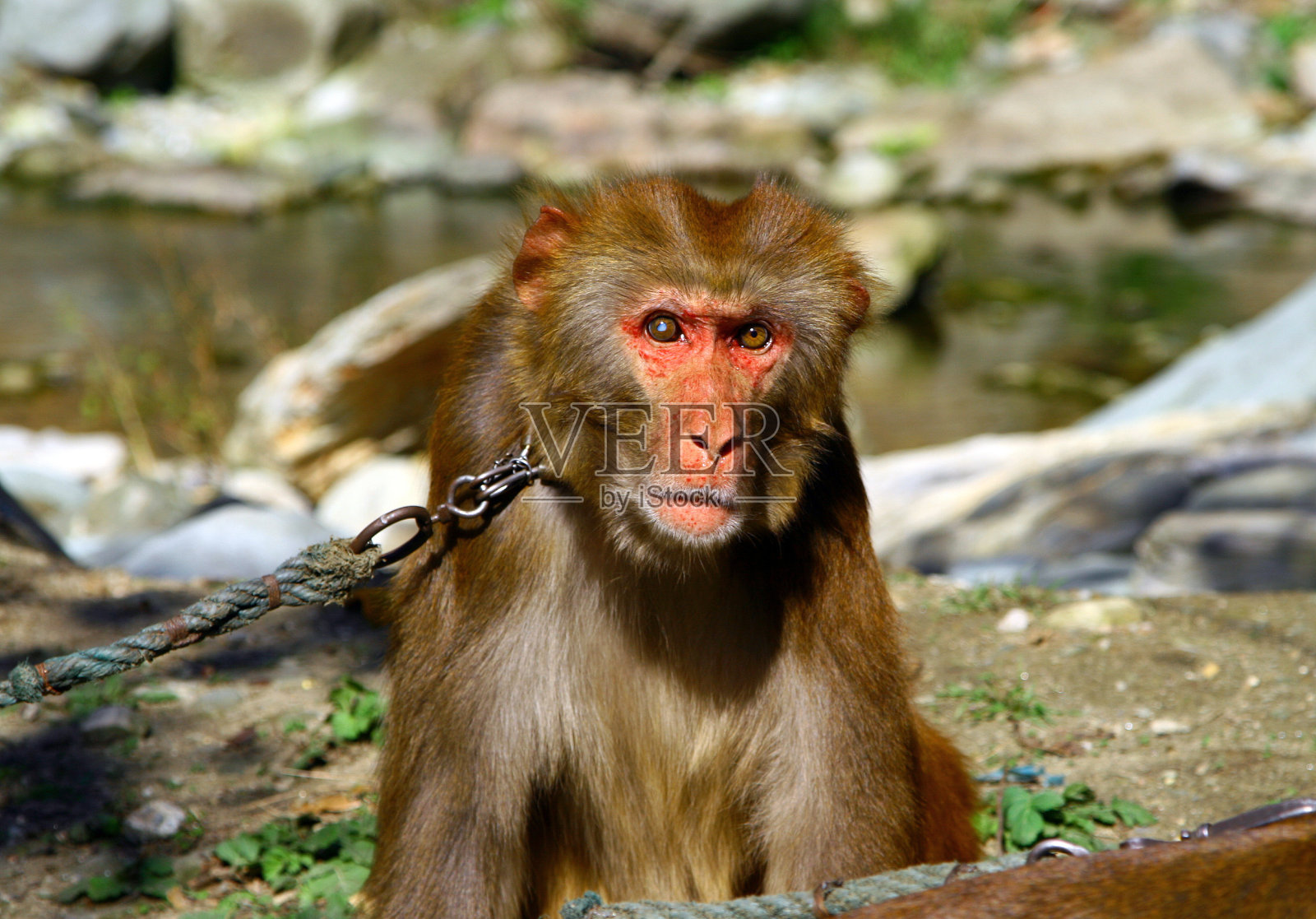 西藏猕猴(西藏猕猴)被皮带拴住的肖像，中国武当山猴子森林保护区照片摄影图片