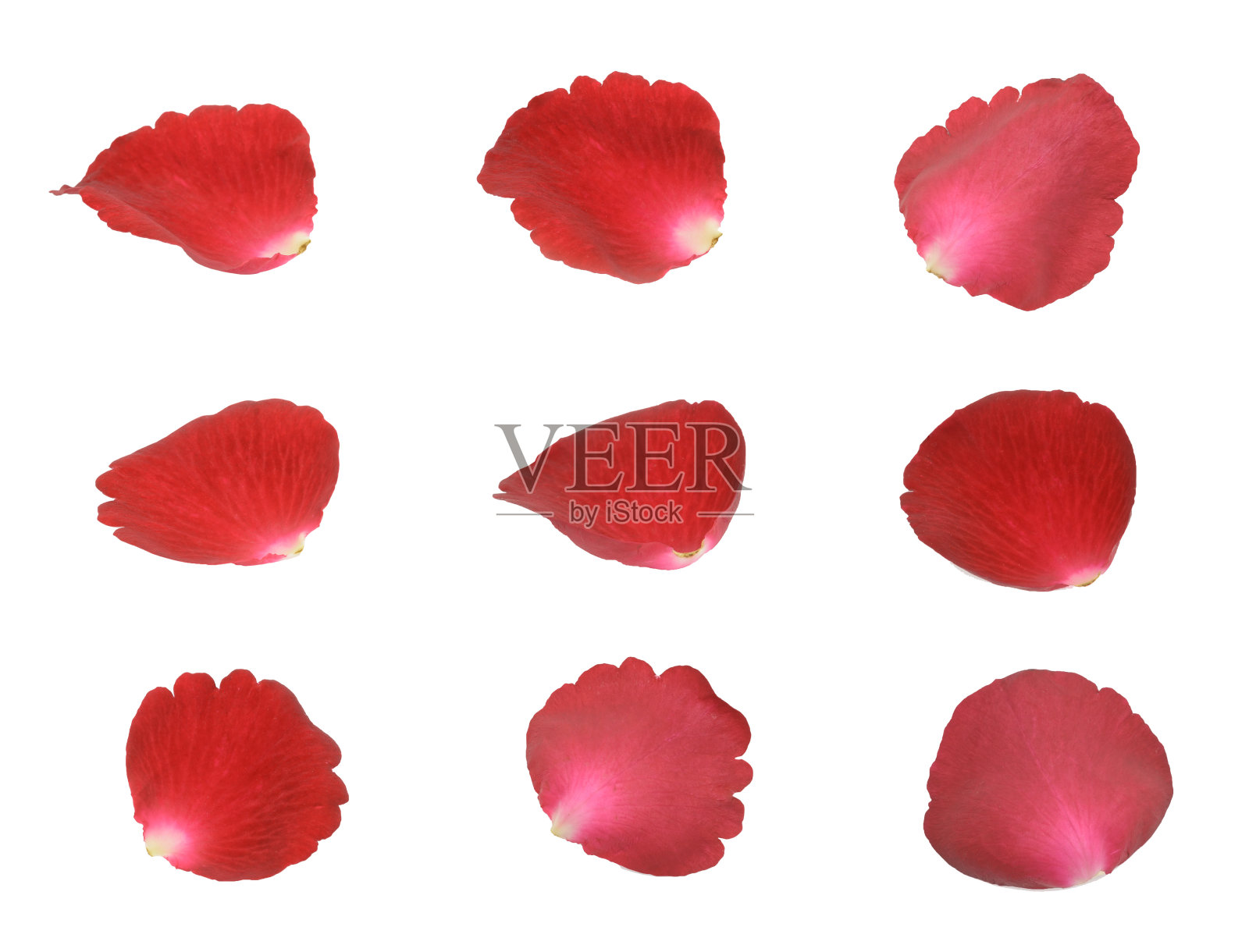 一组红玫瑰花瓣照片摄影图片