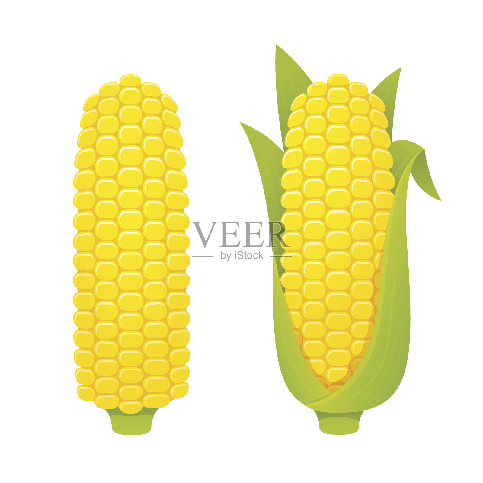 玉米穗轴插图插画图片素材