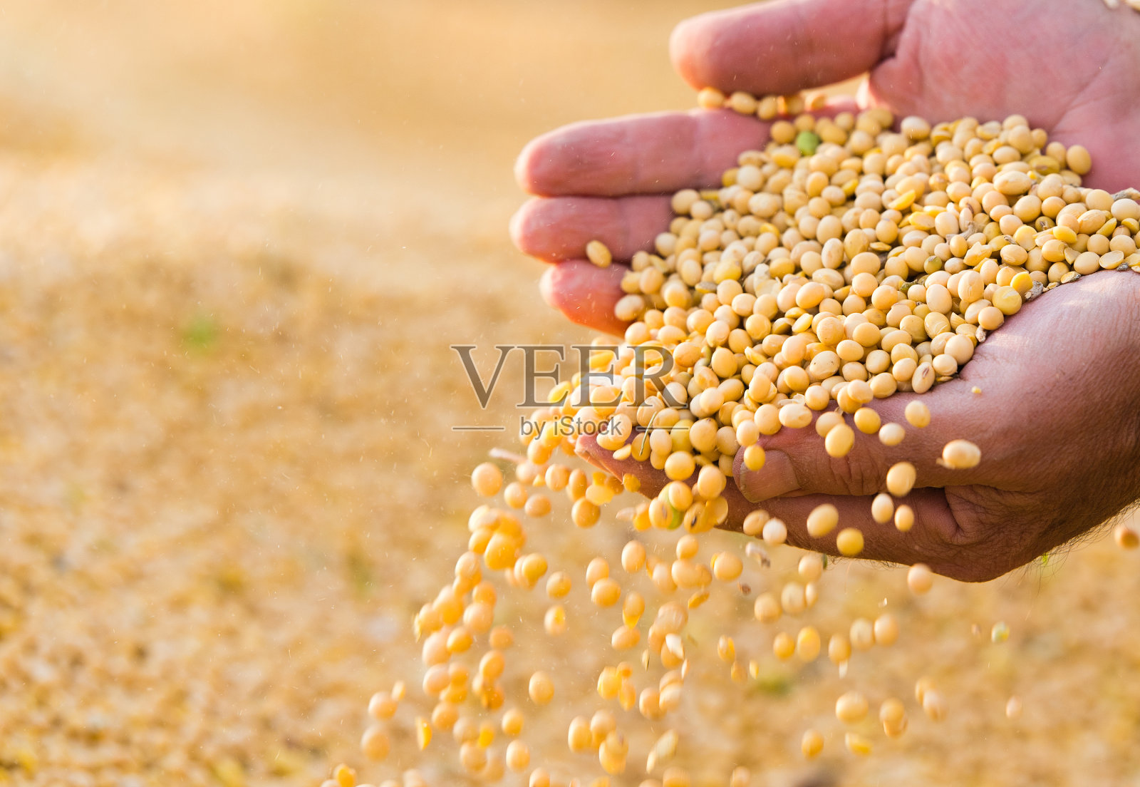 农民手中的大豆种子照片摄影图片