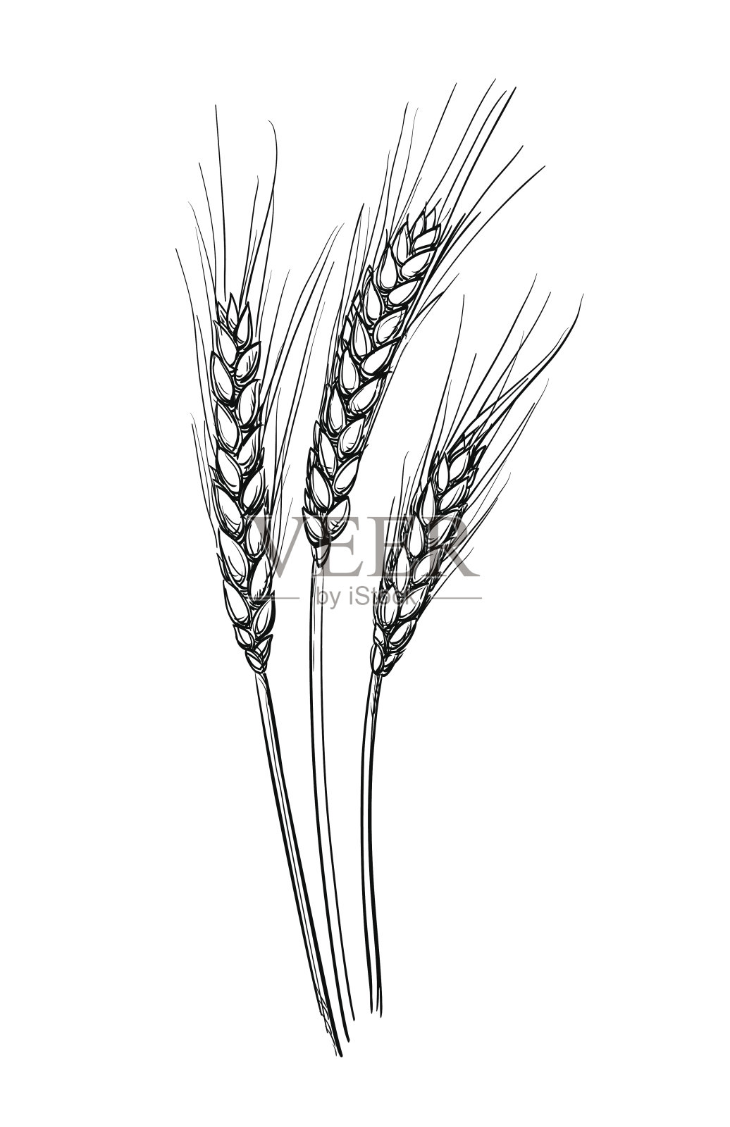 手绘小麦矢量图插画图片素材