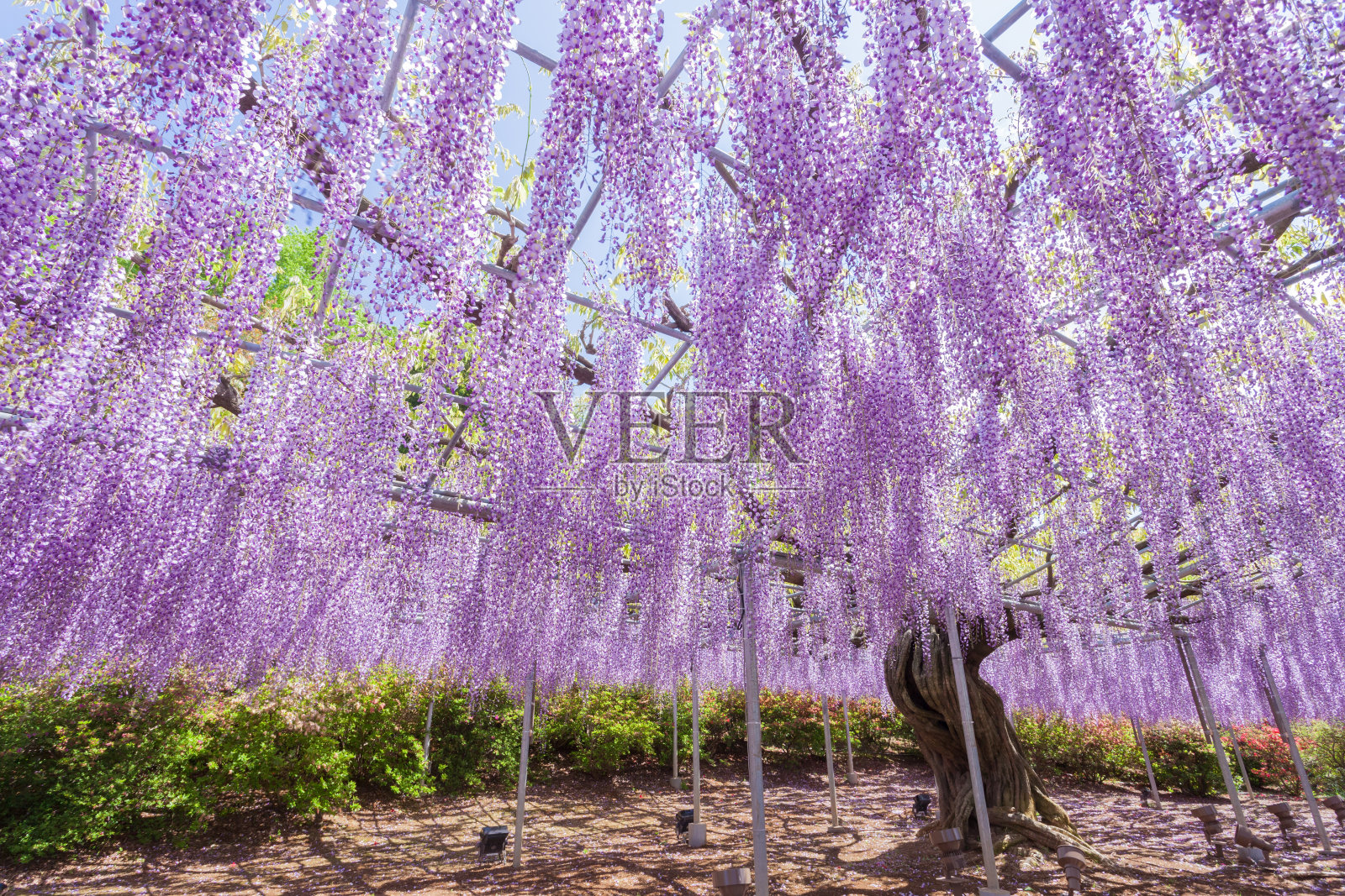 美丽的紫藤在春末盛开照片摄影图片