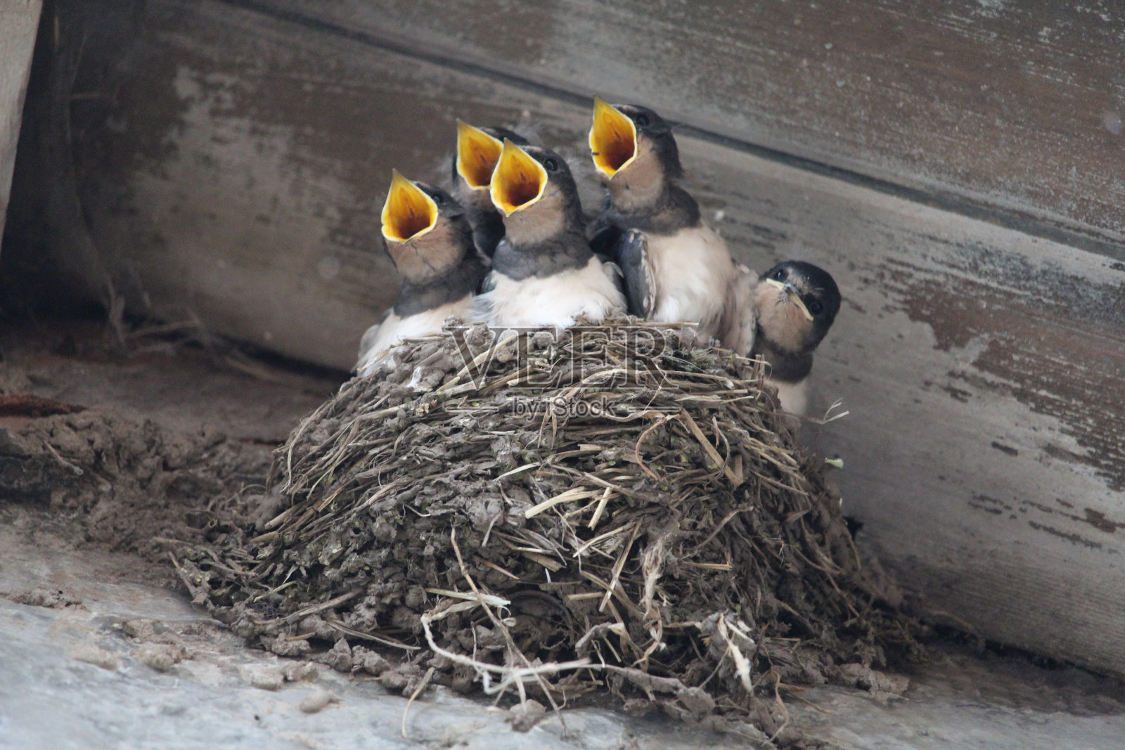 燕子的巢照片摄影图片