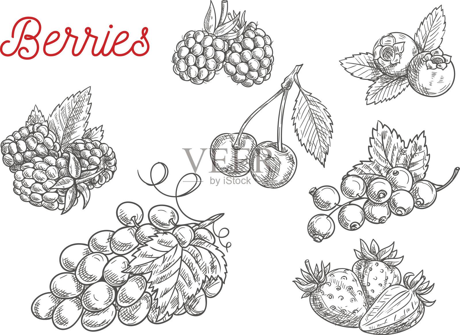 夏季水果和浆果速写食品设计插画图片素材