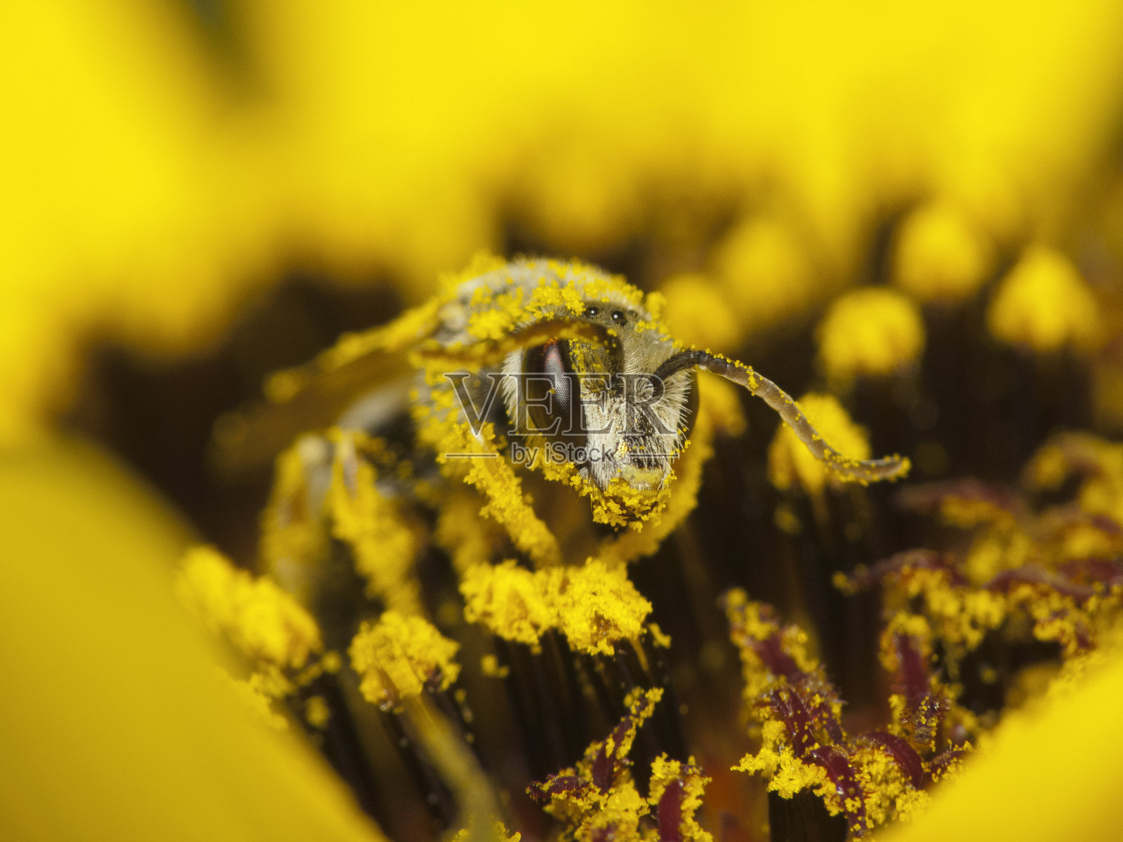 蜜蜂采集花蜜和花粉照片摄影图片