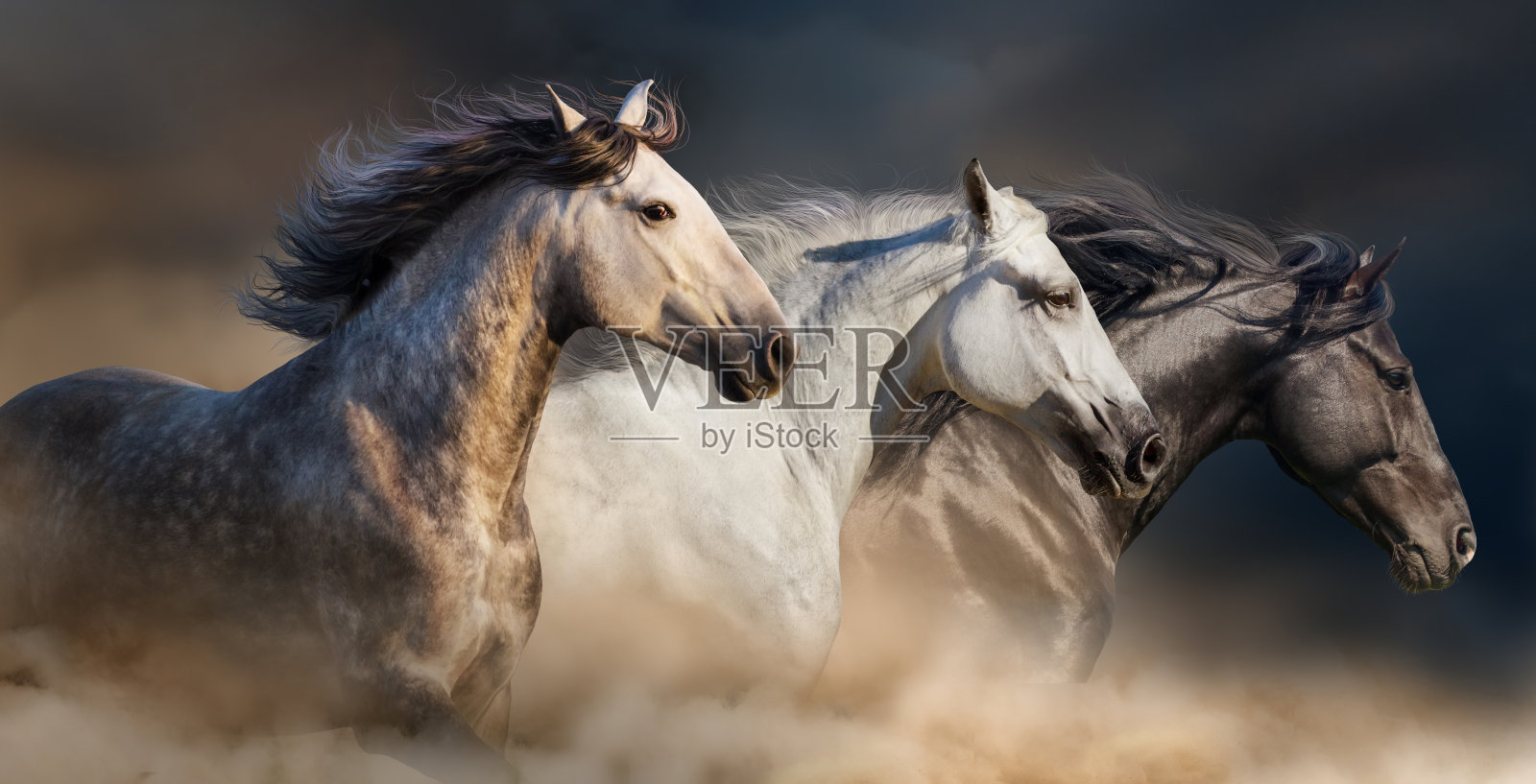 灰尘中的马的肖像照片摄影图片