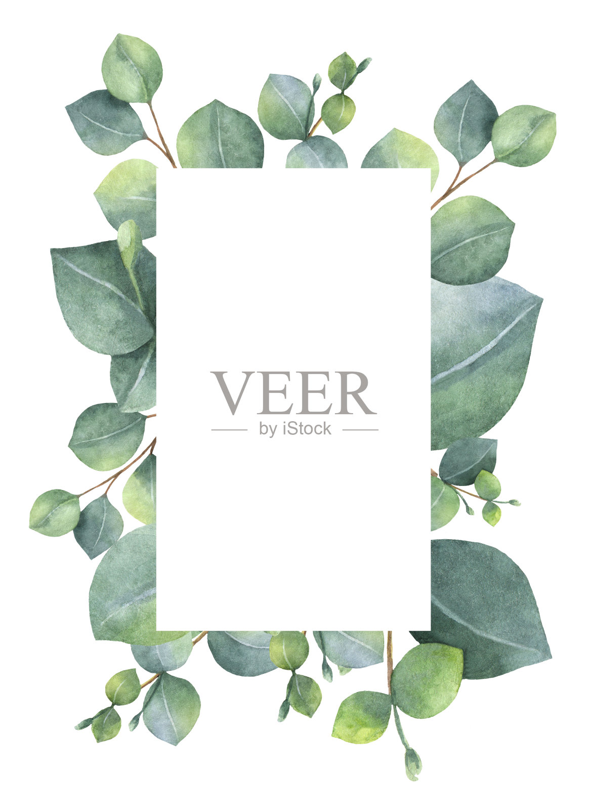 水彩绿色花卡与银元桉树的叶子和树枝孤立在白色的背景。插画图片素材