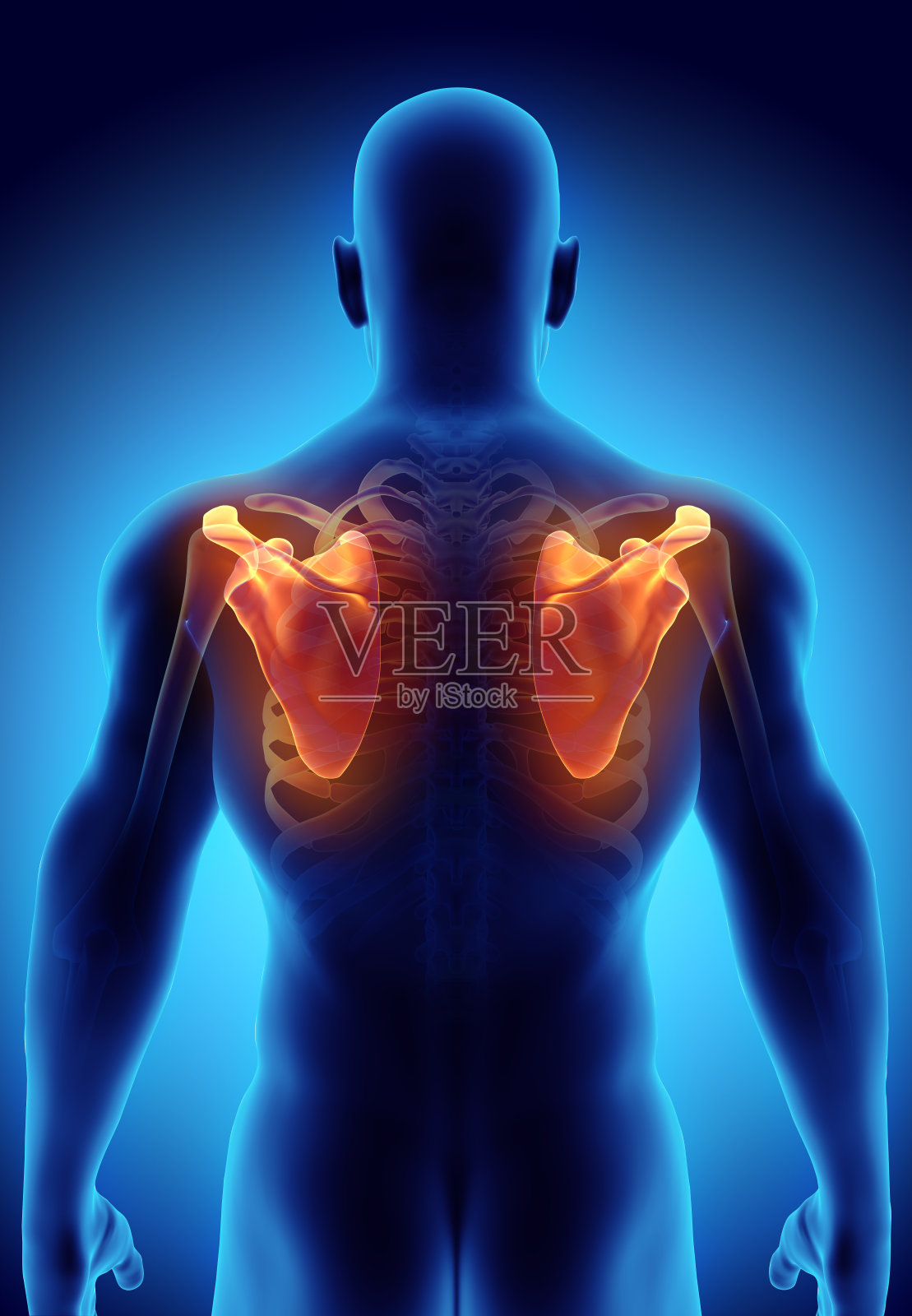 肩胛骨的3D插图，医学概念。照片摄影图片
