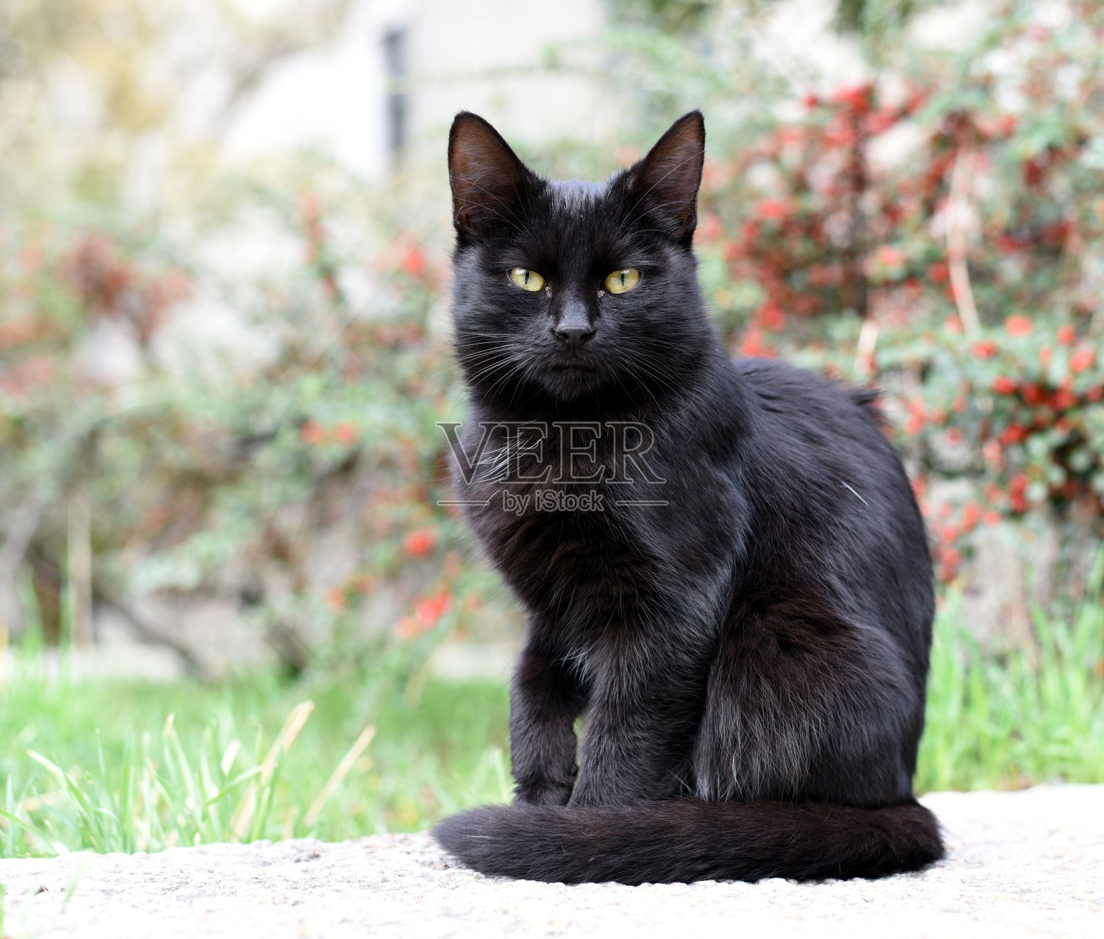 黑猫在街上照片摄影图片