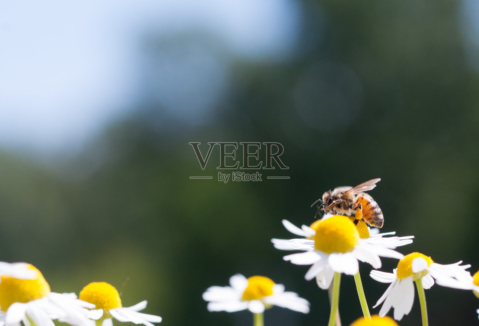 甘菊花上的蜜蜂照片摄影图片