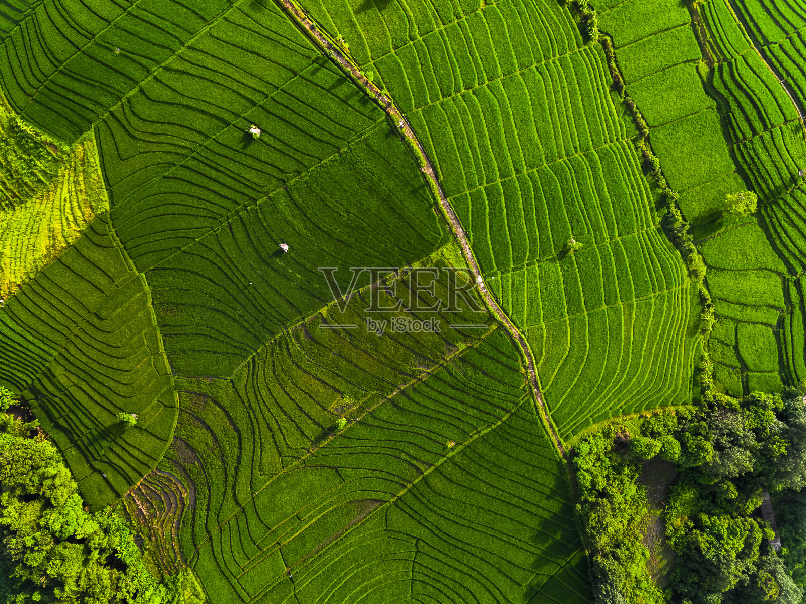 绿色稻田的航拍图照片摄影图片