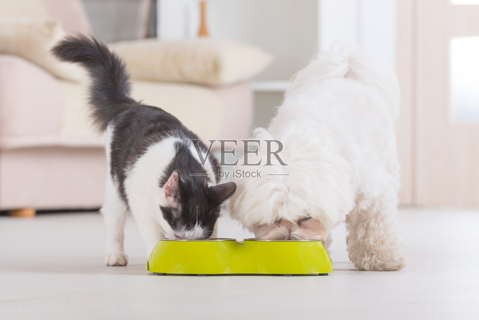 狗和猫在吃碗里的食物照片摄影图片