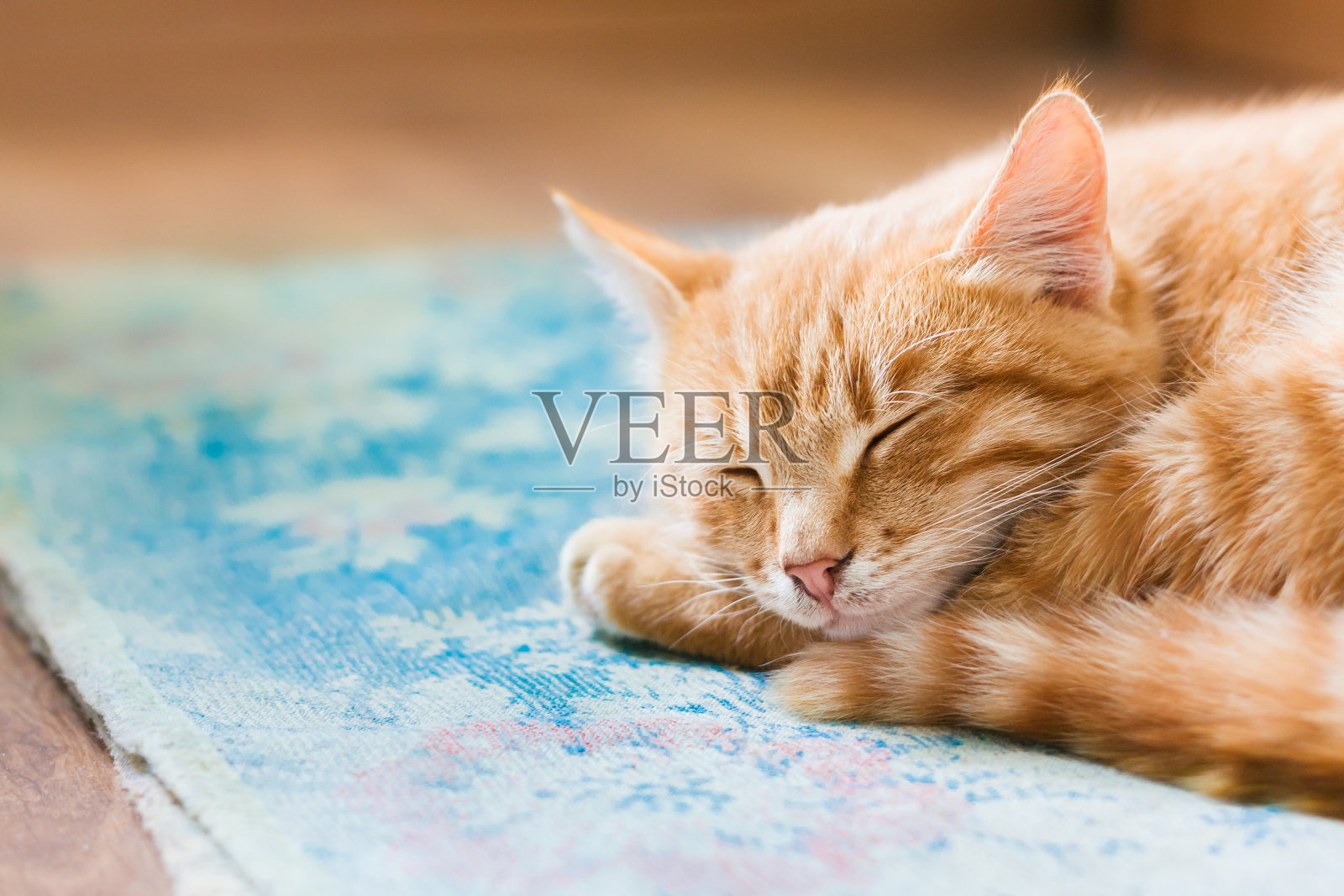 靠近红斑杂交短毛家猫幼猫，睡觉照片摄影图片
