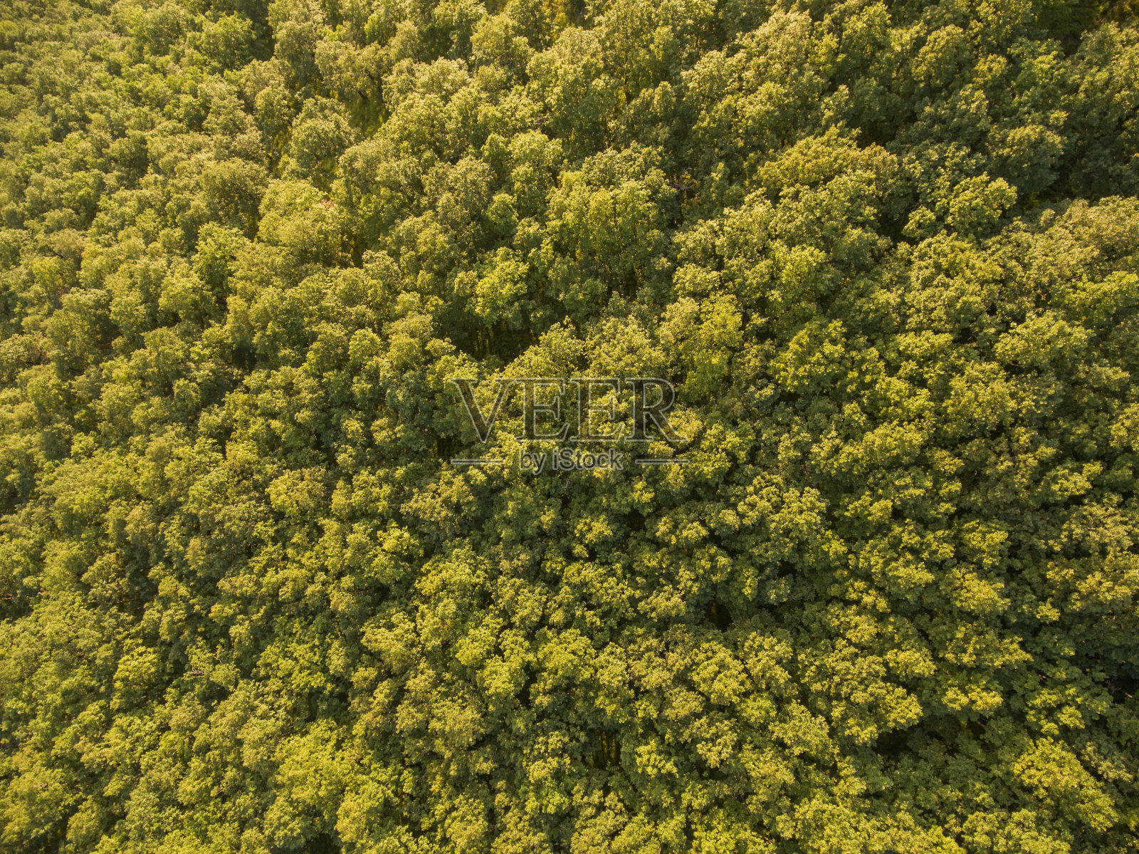 顶视图的落叶树的顶部。照片摄影图片