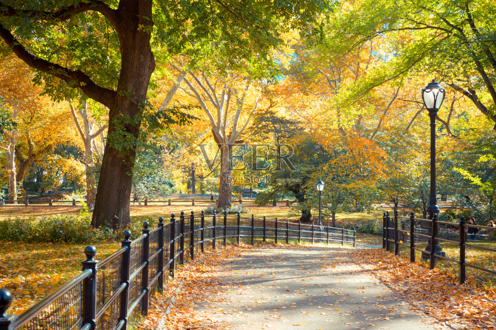 中央公园的秋天照片摄影图片