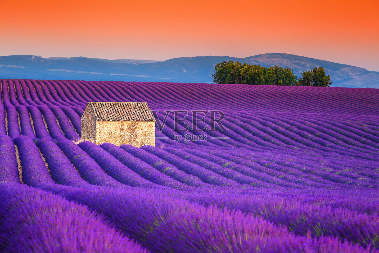 壮观的薰衣草田在普罗旺斯，瓦伦索，法国，欧洲照片摄影图片