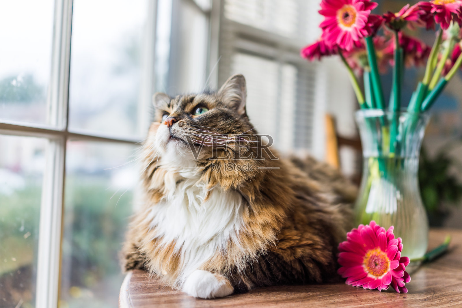 近距离肖像印花布缅因猫躺在桌子上看外面的花在花瓶照片摄影图片
