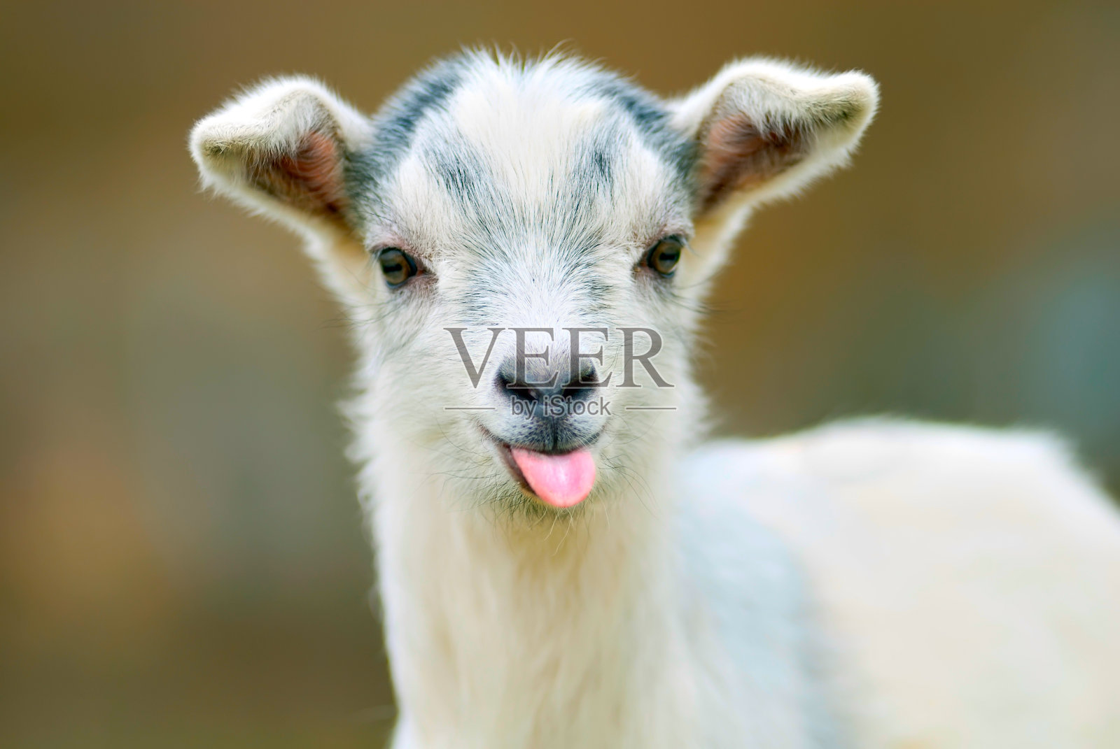 滑稽的山羊伸出舌头照片摄影图片