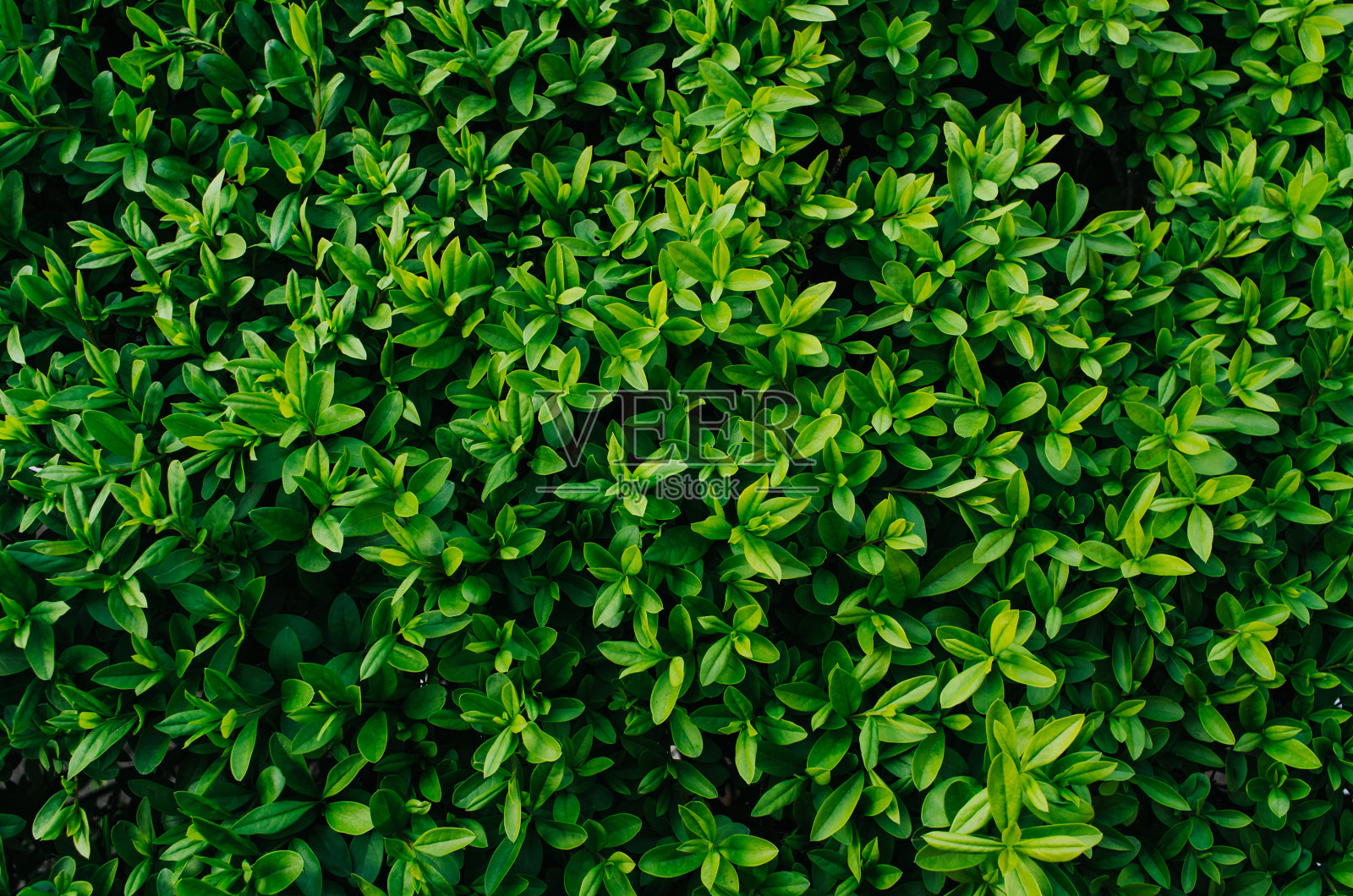漂亮的新鲜的绿色灌木叶近距离纹理背景照片摄影图片