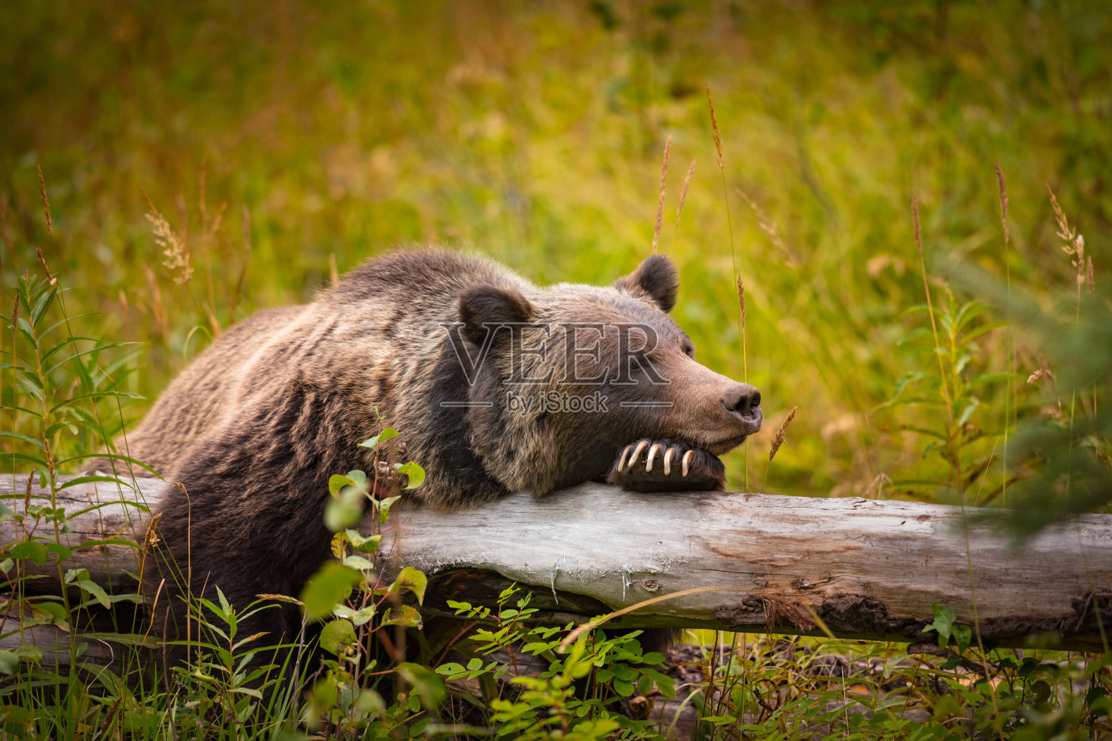 狂野的灰熊照片摄影图片