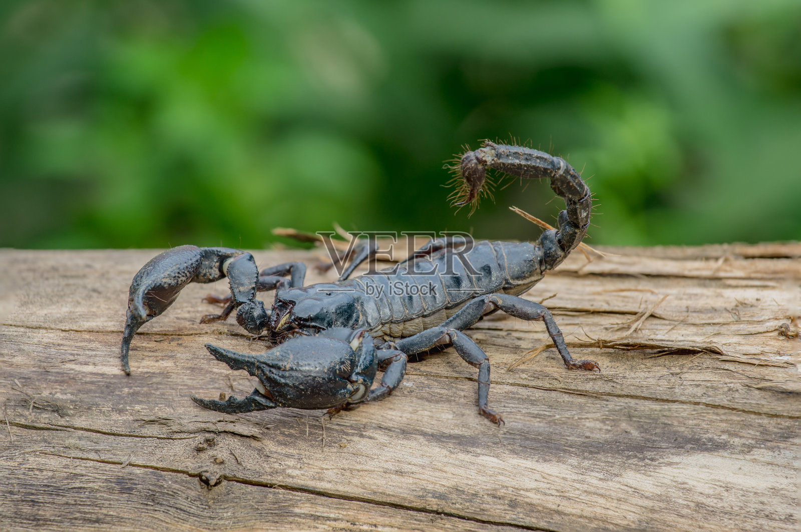 一个蝎子的特写镜头在自然界的木材。照片摄影图片