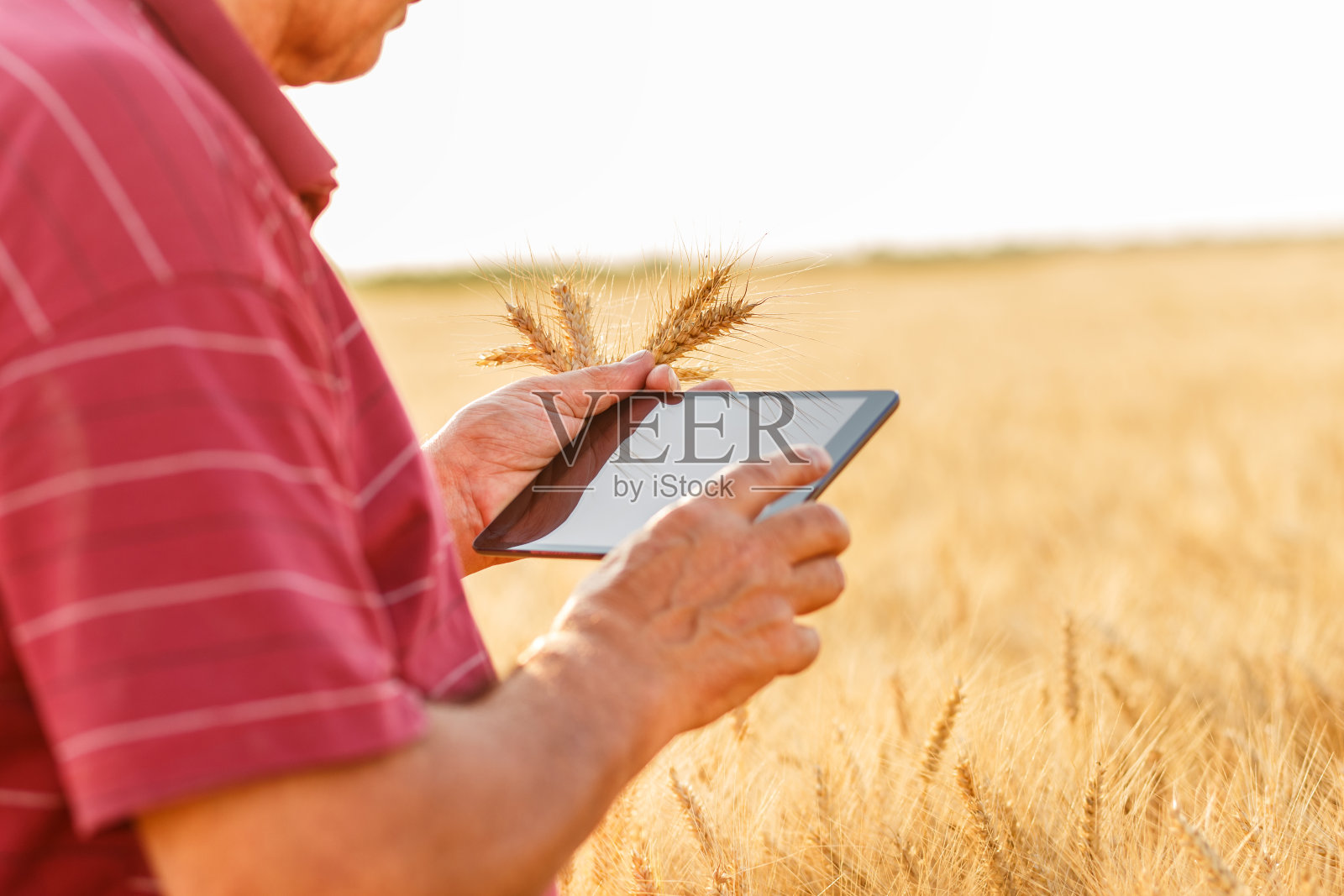 一个拿着石碑的农民站在麦田里照片摄影图片