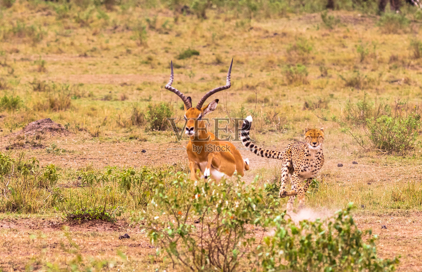 草原上最快的猎人。肯尼亚马赛马拉照片摄影图片
