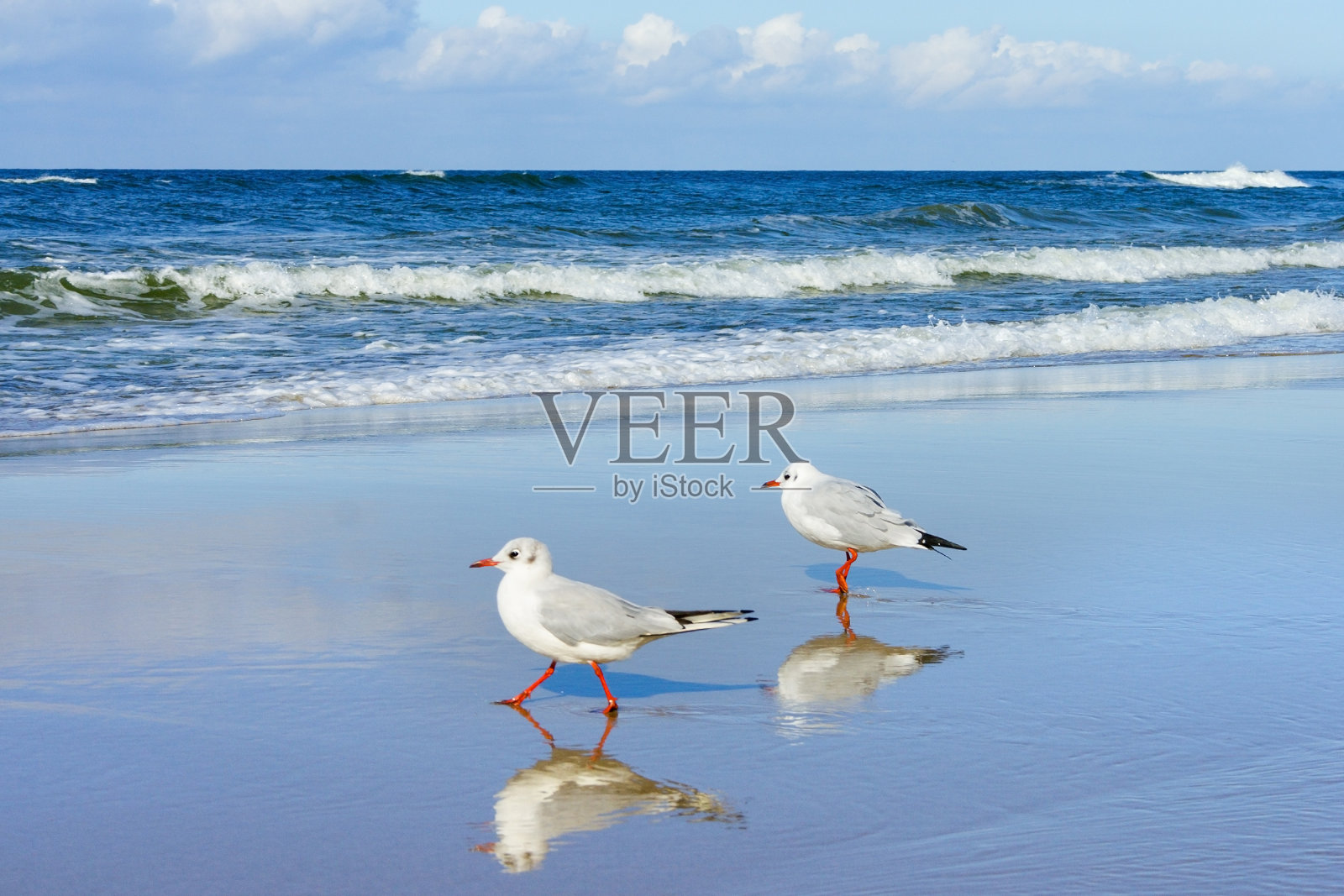 海鸥走在潮湿的沙滩上，背景是照片摄影图片