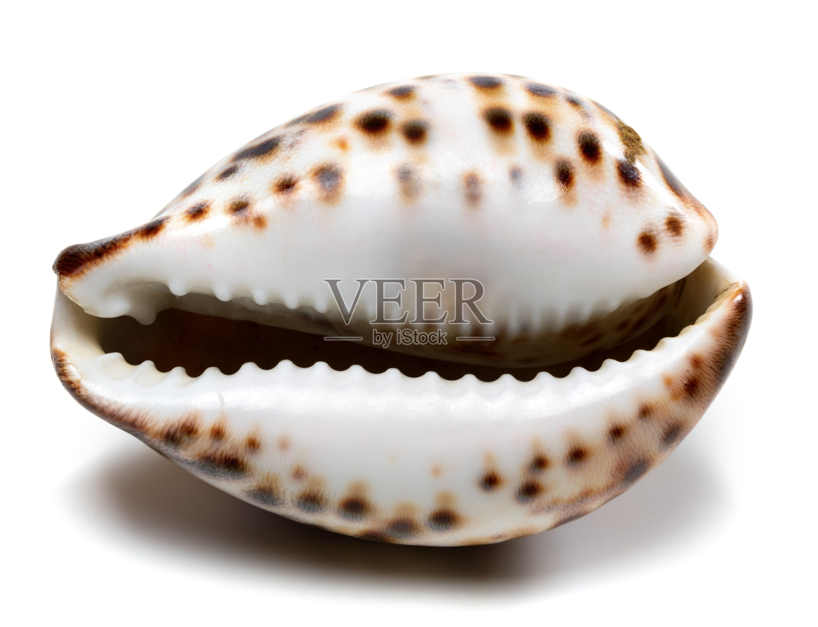 底格里斯岛的贝壳照片摄影图片