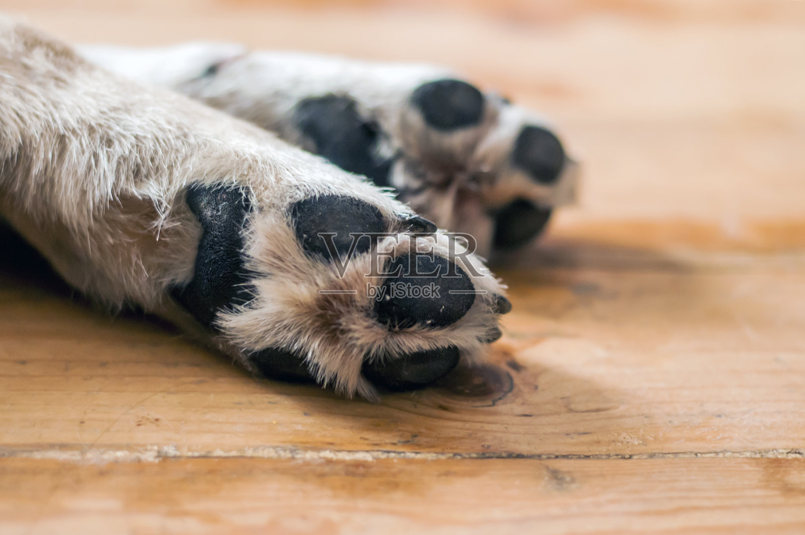 木地板上一只大狗的爪子照片摄影图片