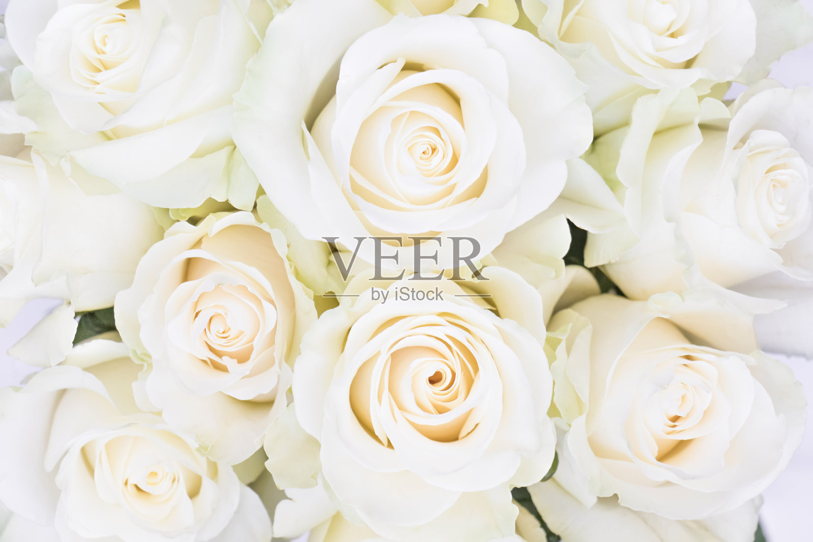 完美的奶油豪华玫瑰婚礼，情人节。俯视图照片摄影图片